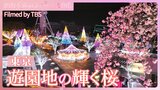 遊園地の輝く桜【JNN sakuraドローンDIG 2025】|TBS NEWS DIG