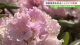 色とりどりのシャクナゲが見頃 南八ヶ岳花の森公園 山梨・北杜市 | 山梨のニュース | UTYテレビ山梨