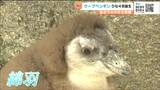 “今しか見られない”「ふわふわ綿羽」がかわいいい ケープペンギンのひな【仙台うみの杜水族館】 | 宮城のニュース│tbc NEWS│tbc東北放送