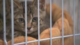 幸せに暮らしたいニャン 保健所が保護した28匹のネコ 譲渡会で飼い主探し 岩手・盛岡市|TBS NEWS DIG