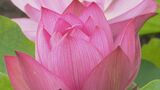 金性寺で「知里の曙」など4種類のハスの花が咲き始める 熊本・上天草市 | 熊本のニュース|RKK NEWS|RKK熊本放送