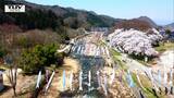 「桜と鯉のぼり」 桜の名所山形市「高瀬川」の一日に密着 | 山形のニュース│TUYテレビユー山形