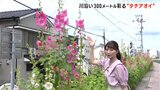 川沿い300メートル彩る 初夏の花”タチアオイ”が見ごろに | 高知のニュース・天気|KUTV NEWS | KUTVテレビ高知