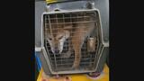 「殺処分させるわけには…」多頭飼育の飼い主逮捕で行き場なくした23匹の柴犬を救え…半年後のいま|TBS NEWS DIG