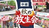 【中継】500露店で賑わう2023年の筥崎宮の「放生会」賑わいの様子 | 福岡のニュース|RKB NEWS|RKB毎日放送
