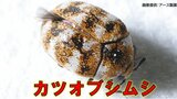 【害虫に注意】マダラ模様の「カツオブシムシ」衣替えシーズンのいま活性化！デング熱を媒介する「ネッタイシマカ」が怖い、感染研が大規模調査へ|TBS NEWS DIG
