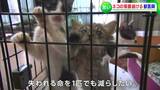 「殺処分され “灰” になってしまう命を救いたい」猫2000匹の命を繋いだ獣医師の思い【岡山】 | 岡山・香川のニュース | 天気 | RSK山陽放送