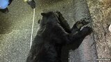 「クマとぶつかった」高速道路上で横たわるクマ 山陽自動車道で車とクマがぶつかる事故 運転手にけがはなし 広島|TBS NEWS DIG