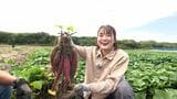 「今年は過去一苦労したかも」秋の味覚!静岡県掛川市の農園でサツマイモ掘りに挑戦 生産者を悩ませた空梅雨と厳しい暑さ...立派に大きくなったイモをおいしく食べるポイントを聞きました【くるちゃんさんぽ】　|　静岡のニュース | SBSNEWS | 静岡放送