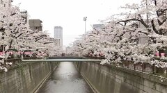 甘い物･揚げ物が高い…「花見コスト指数」 コロナ前に比べ21.4％上昇　コメの高騰が治まらないと食料品の割高感はしばらく続く| TBS CROSS DIG with Bloomberg