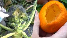 鹿児島県内でブロッコリー・タンカンに深刻な被害 犯人はあの野鳥|TBS NEWS DIG