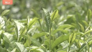 「日本茶」をGIに追加登録の見通し　海外の模倣品排除へ 抹茶ブームめぐる外国産との競争激化で| TBS CROSS DIG with Bloomberg