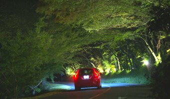 鮮やかな新緑のもみじが道路を覆う　夜はライトアップで幻想的光景が広がる　大分・中津市　|　OBSニュース