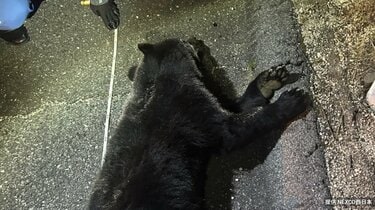 クマとぶつかった」高速道路上で横たわるクマ 山陽自動車道で車とクマ