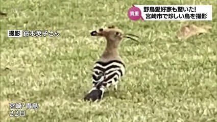 太った鳥 宮崎市青島に「謎の鳥」出現!?出会えたらラッキーな鳥の正体は… | MRT