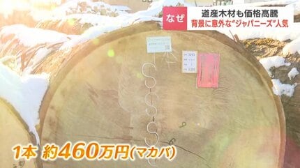 なぜ？丸太1本が460万円…北海道産「マカバ」に高値 国産材の高騰続く