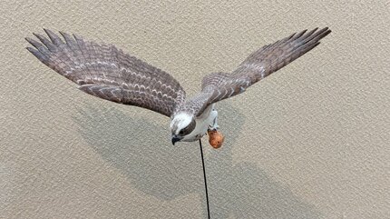 バードカービング ノスリ（リアルサイズ） 本物そっくり！ 実寸大の野鳥の彫刻など約100点 バード