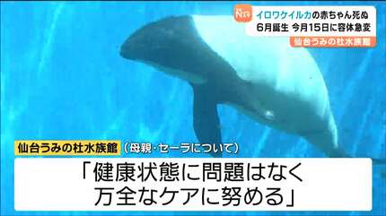6月に初めて産まれた”イロワケイルカの赤ちゃん”死ぬ「少しの間だ
