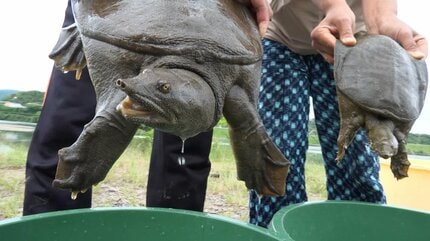 通常の5倍“巨大スッポン”捕獲！鍋だと10人前以上、重さ4.7kg・体長42cm