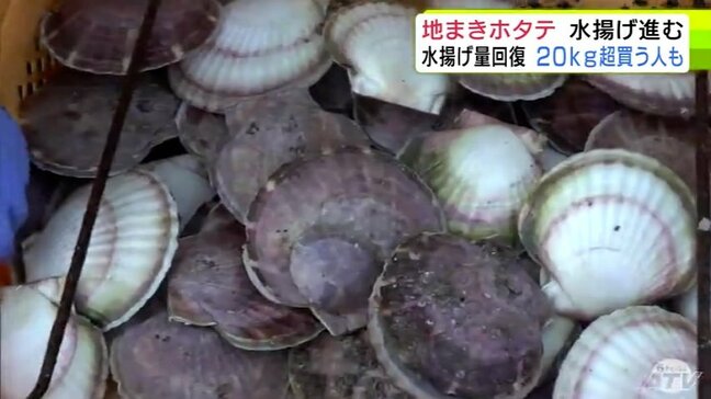 津軽海峡の荒波で育った特産品『地まきホタテ』の水揚げ進む 成育順調で約80トンの水揚げ期待 大きくしっかりとした貝柱が特徴「順調に水揚げが進んでもらうことを願うだけです」青森県東通村|TBS NEWS DIG