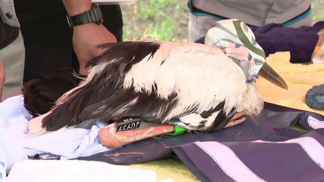 特別天然記念物「コウノトリ」のヒナに足環取り付け 佐賀・白石町生まれ 6月に3羽のふ化確認|TBS NEWS DIG