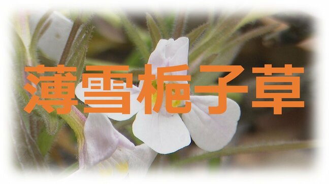 「薄雪梔子草」さて、何と読むのでしょう? 国内で熊本・天草だけに・・・|TBS NEWS DIG