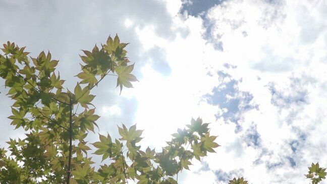 「寒暖差が大きくて」一転、初夏の暑さに あす5日も蒸し暑い 予想最高気温は甲府31度 山梨|TBS NEWS DIG