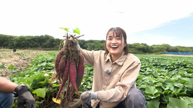 「今年は過去一苦労したかも」秋の味覚!静岡県掛川市の農園でサツマイモ掘りに挑戦 生産者を悩ませた空梅雨と厳しい暑さ...立派に大きくなったイモをおいしく食べるポイントを聞きました【くるちゃんさんぽ】|TBS NEWS DIG