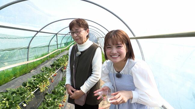 成長にはビニールハウスの温度管理が重要「久能の石垣いちご」【くるちゃんさんぽ】|TBS NEWS DIG