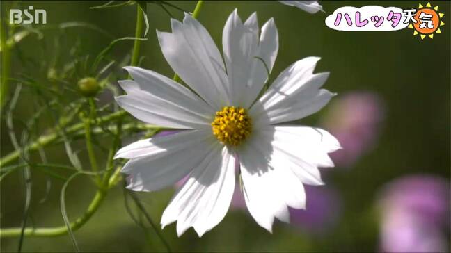 「海と一体に…」日本海と佐渡を望む5000本の咲き誇るコスモス畑　新潟・柏崎市|TBS NEWS DIG