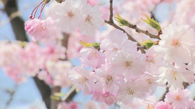 「後世へ残していきたい」各地で見頃のサクラ　景観を守るために自治体が抱える課題　『晴れ風ACTION』が支援|TBS NEWS DIG