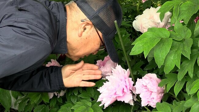 津山市の清眼寺で遅咲きのボタンが大輪の花　シャクヤクの開花も始まり美しいコントラスト【岡山】|TBS NEWS DIG