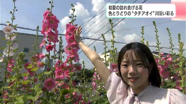 「日差しを求めて青空にぐんと」初夏の訪れ告げる花　色とりどりの“タチアオイ”　高知市桜井町江ノ口川沿い|TBS NEWS DIG