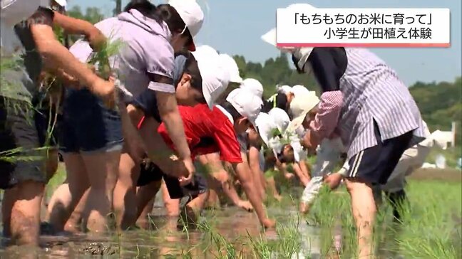 米作りの難しさや食の大切さを学ぶ　宮崎市の小学生がヒノヒカリを田植え|TBS NEWS DIG