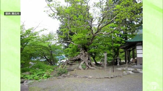 黒石市の「石割カエデ」が県の天然記念物から指定解除 去年3月に倒壊 樹木医「萌芽は確認できず枯死した」 青森県|TBS NEWS DIG