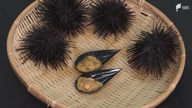 "厄介者"のウニを育てて「おいしいウニ」へ 豊かな海の復活を目指す水産会社の挑戦＝静岡・伊東市【SDGs】|TBS NEWS DIG