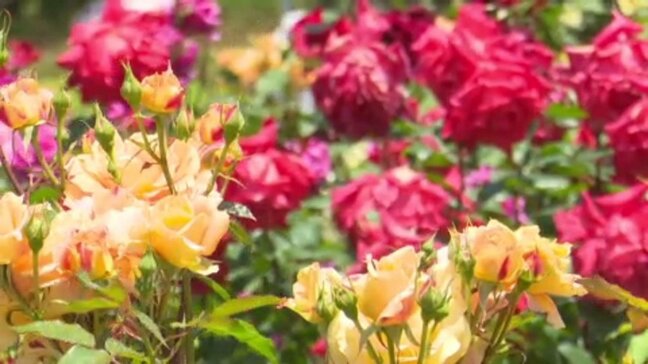色鮮やかに咲き競う1000株のバラが見ごろ 来園者は初夏感じさせる空気を満喫 愛媛・四国中央市|TBS NEWS DIG
