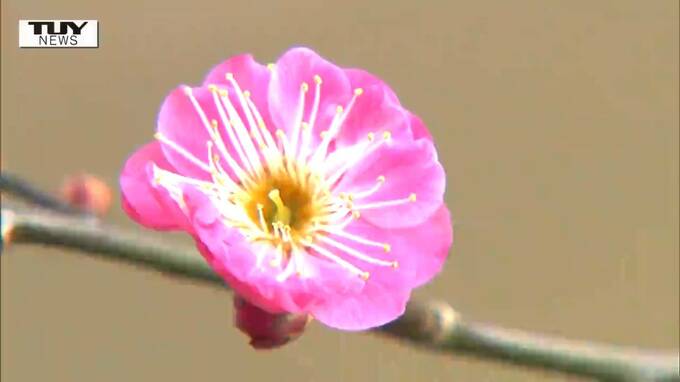 「春一番」が東北・北海道で発表されないのはなぜ？“条件に当てはまってもニーズがない…”　|　山形のニュース│TUYテレビユー山形