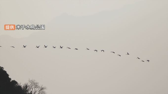 春の訪れ　コハクチョウの北帰行　確認　鳥取県米子市　|　BSSニュース | BSS山陰放送
