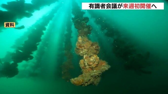 カキ大量死の原因調査する有識者会議　21日にも初会合へ　広島|TBS NEWS DIG