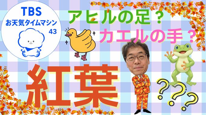 紅葉の季節到来！！イチョウやカエデの意外な由来と今年の紅葉の見頃予想【気象予報士・森朗のお天気タイムマシン】|TBS NEWS DIG