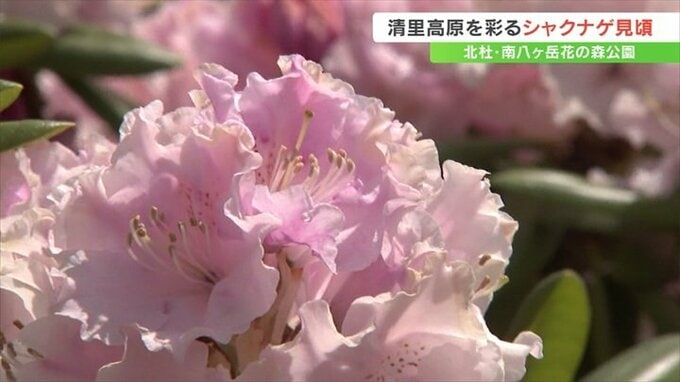 色とりどりのシャクナゲが見頃　南八ヶ岳花の森公園　山梨・北杜市　|　山梨のニュース | ＵＴＹテレビ山梨
