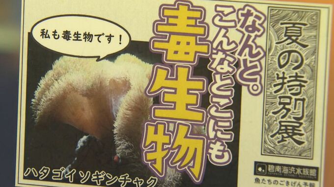 フグやクラゲやハチなど　身近にいる毒を持った生物と標本を紹介　ユニークな特別展を水族館で開催　愛知・碧南市　|　名古屋・愛知・岐阜・三重のニュース【CBC news】 | CBC web