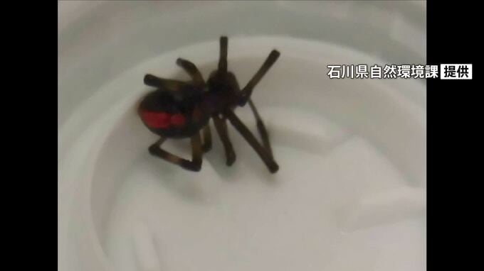 石川・白山市の事業所でセアカゴケグモ 職員が殺虫剤で駆除 けが人なし|TBS NEWS DIG