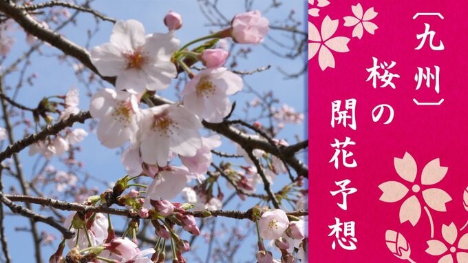 【桜の開花予想】福岡は全国トップの開花か？【福岡・佐賀・長崎・大分・熊本・宮崎・鹿児島】　|　鹿児島のニュース｜MBC NEWS｜南日本放送