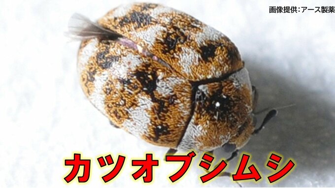 【害虫に注意】マダラ模様の「カツオブシムシ」衣替えシーズンのいま活性化！デング熱を媒介する「ネッタイシマカ」が怖い、感染研が大規模調査へ|TBS NEWS DIG