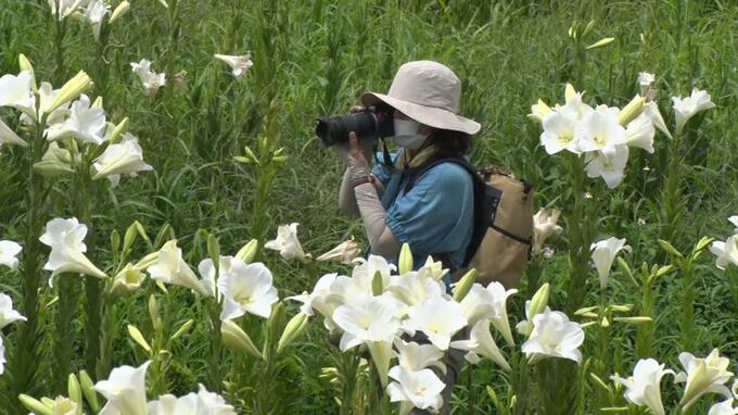 テッポウユリが見頃　初夏の到来を告げる　県総合運動公園　|　沖縄のニュース｜RBC 琉球放送