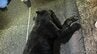 「クマとぶつかった」高速道路上で横たわるクマ　山陽自動車道で車とクマがぶつかる事故　運転手にけがはなし　広島|TBS NEWS DIG