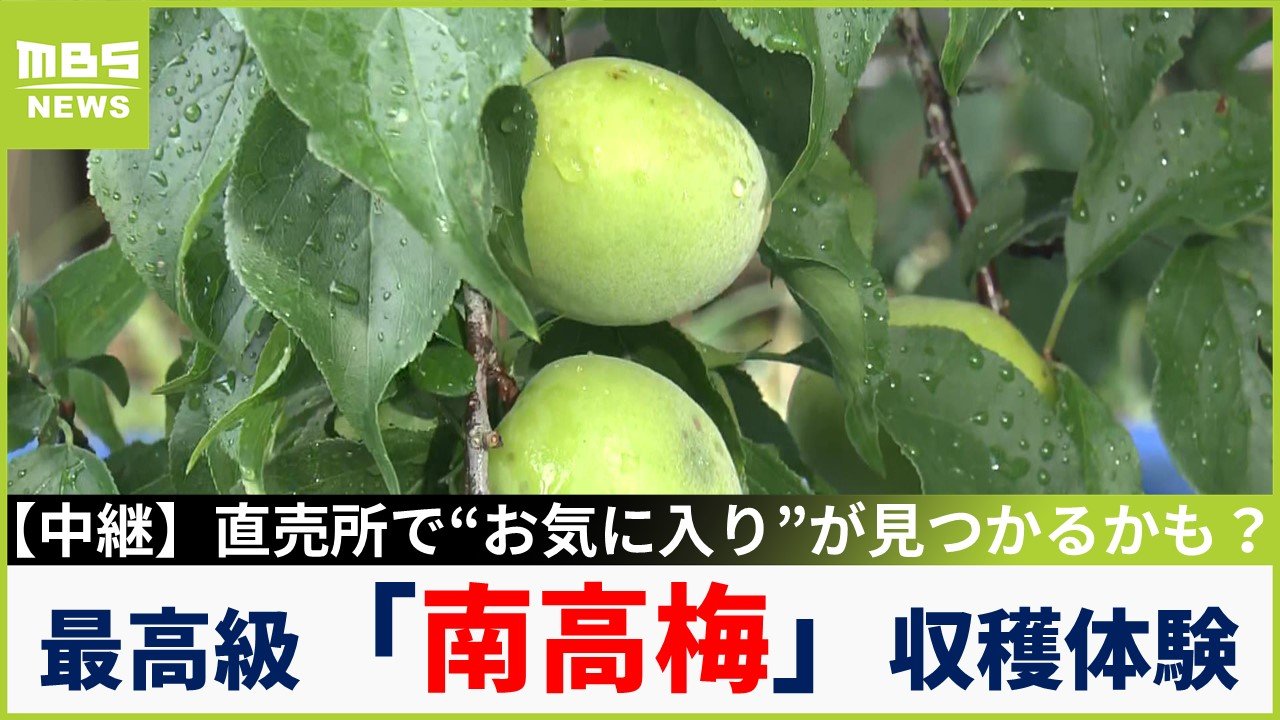 中継】最高級品種「南高梅」の収穫体験「1kg1000円」で持ち帰り