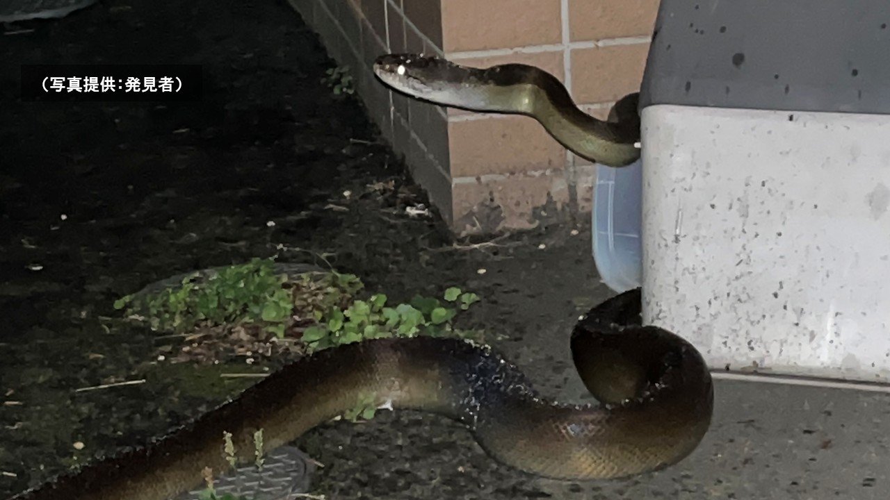 詳報②】「あのヘビだよな…」“消えた”体長約3mのヘビ「パプアン